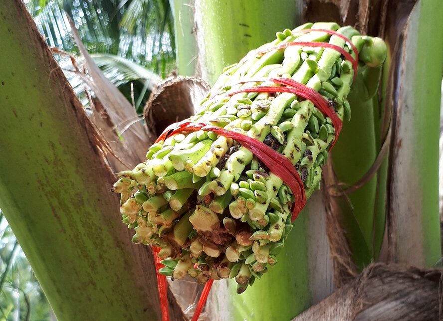 Ernte der Kokosnussnektar